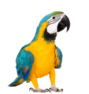 Aves